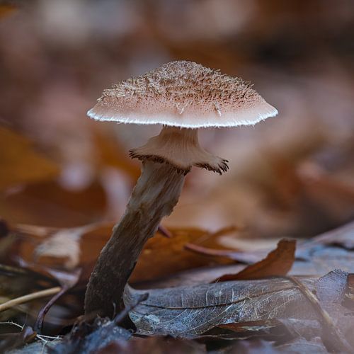 Sombere honingzwam met een mooi zacht achtergrond