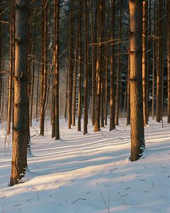 Magisches Licht im Winterwald