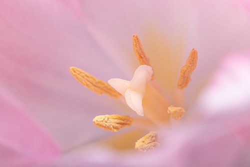 De binnenzijde van een zacht roze tulp