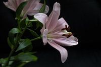 Flowering pink Lily on black background