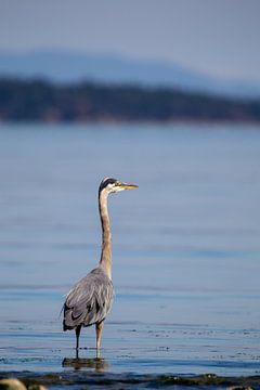 Héron du Canada (Ardea herodias)