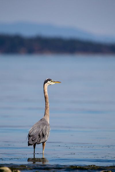 Kanadareiher (Ardea herodias) von Dirk Rüter