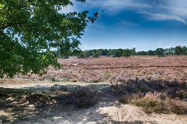 die Ginkelheide auf dem Veluwezoom von ChrisWillemsen