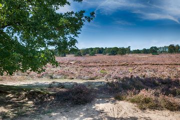 de ginkelse heide op de veluwezoom van ChrisWillemsen