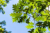 Fresh leaves of an oak tree