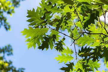 Fresh leaves of an oak tree by JWB Fotografie