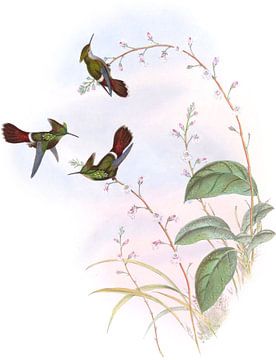 Peruaanse coquette, John Gould van Hummingbirds
