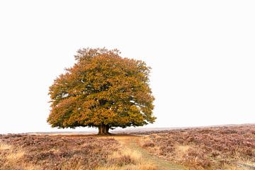 Lonely tree in autumn.