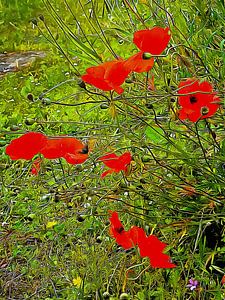 Coquelicots rouges et gousses de graines sur Dorothy Berry-Lound