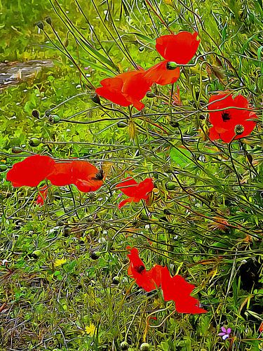 Rode klaprozen en zaaddozen