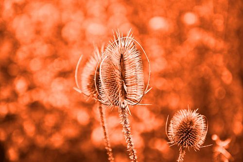 Wilde kardoen in fel oranje