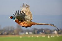 Pheasant / Pheasant
