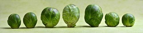 Brussels sprouts panorama
