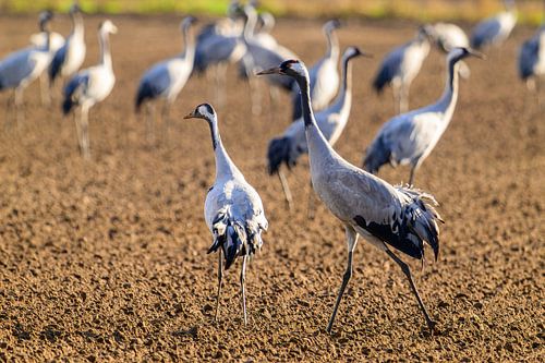 Kraanvogels rusten en eten in een veld tijdens de herfstmigratie
