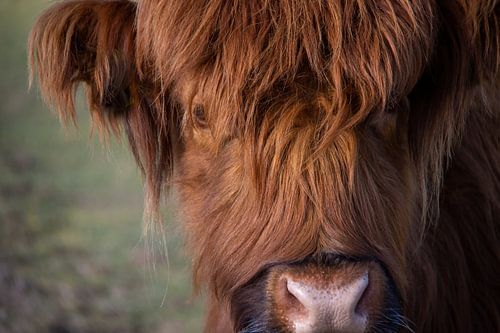 Le Highlander écossais en gros plan