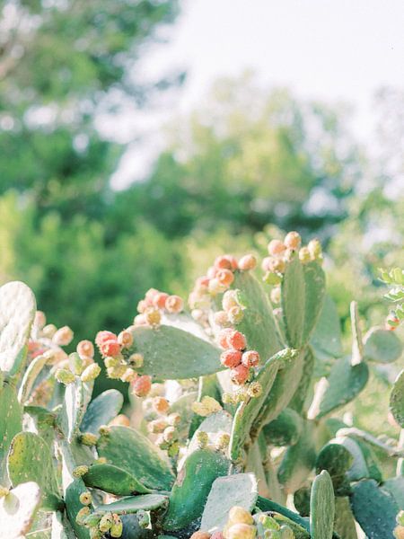 Cactus Met Veel Fruit van Youri Claessens