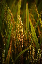 Close-up of a ripe rice ear by Frank Photos