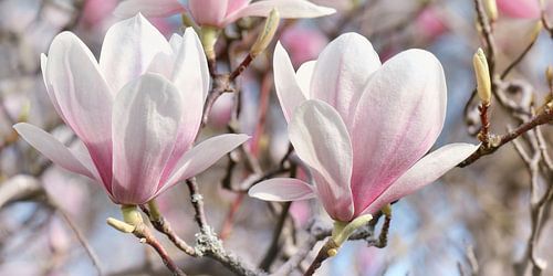 Magnolia