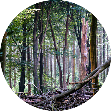 Het Speulderbos bij Ermelo