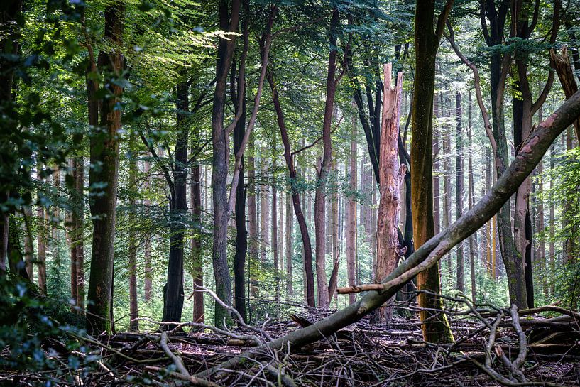 Speulderbos von Evert Jan Luchies