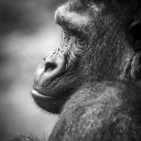 Close-up Portrait Gorilla by Nikki IJsendoorn