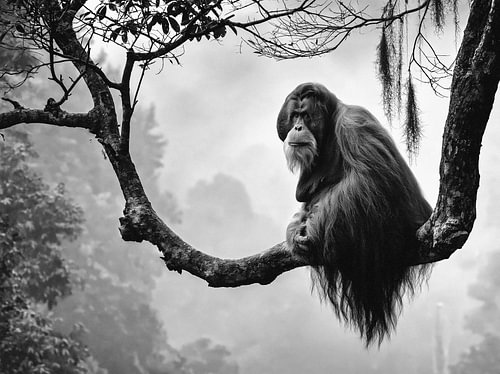 Black-and-white photograph of an orangutan in a rainforest