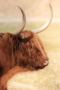 Kopf eines schottischen Highlanders