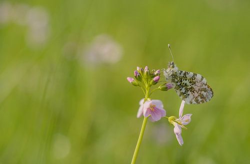 Oranjetipje hangend aan pinksterbloem