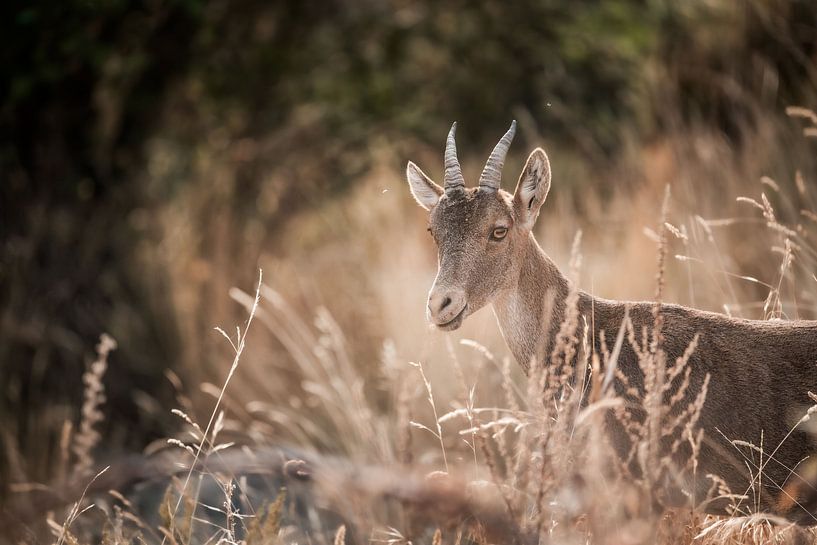 Capricorn in Summer Light Silence among the Golden Grass by Femke Ketelaar