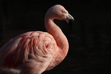 Flamingo van Astrid Bregman