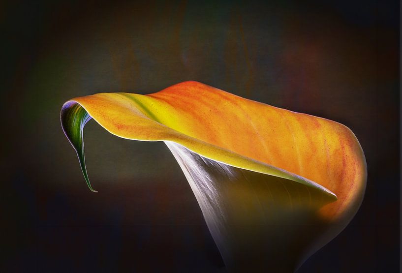 Edle Calla von Angelika Beuck