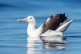 Southern Royal Albatross, Diomedea epomophora by Beschermingswerk voor aan uw muur