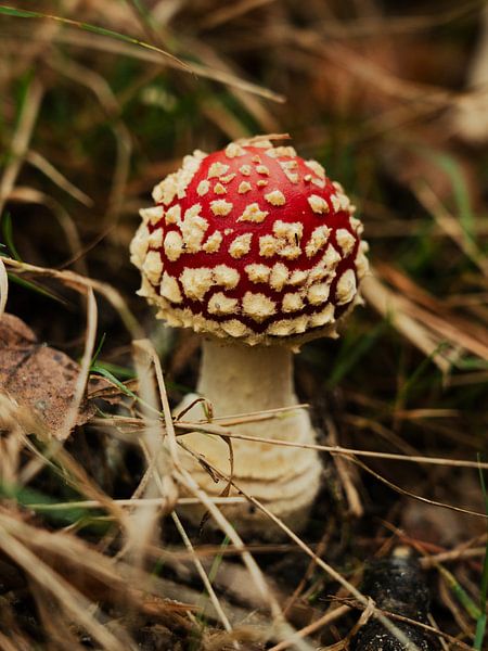 Pilz im Wald von Sharonne Verkaik