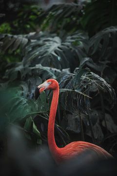 Flamingo, Dayvee  by 1x