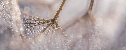 Eyecatcher: Panorama van waterdruppeltjes aan de pluizenbol (pastel)