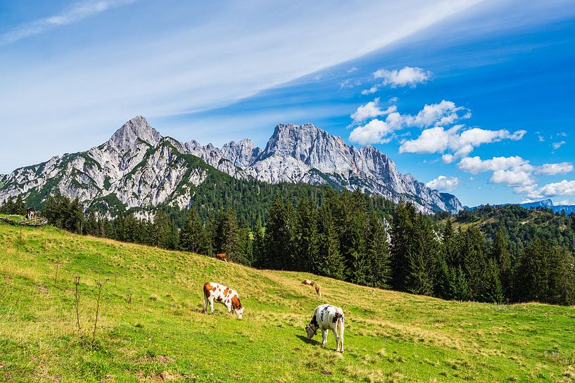Blick auf die Litzlalm mit Kühen in Österreich von Rico Ködder