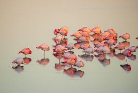 Wake up relaxed in the Grevelingen by Roland van Tilborg