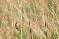 De kleine Karekiet in het riet.