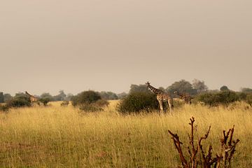 The soul of the savannah - Giraffes between light and silence by Rick Massar