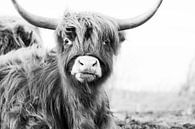 Grappige Schotse hooglander in zwart/wit van Tonny Visser-Vink thumbnail