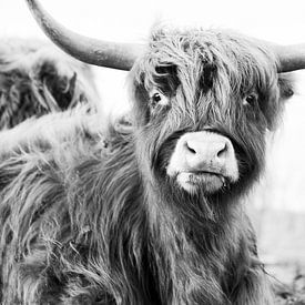 Grappige Schotse hooglander in zwart/wit van Tonny Visser-Vink