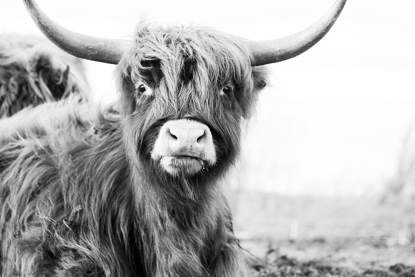 Lustiger schottischer Highlander in Schwarz und Weiß von Tonny Visser-Vink