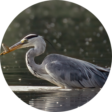 Blauwe Reiger van Maurice Cobben