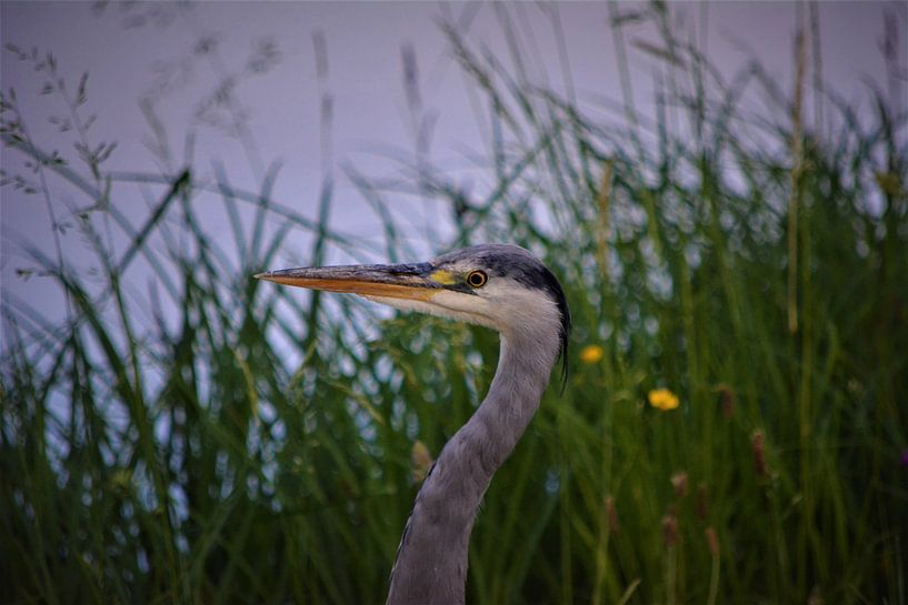 Reigerhoofd van Michael van Eijk