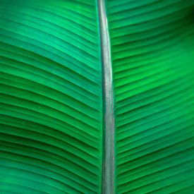 Banana leaf by Olivier Photography