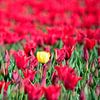 A yellow tulip in a red tulip field by Gerard de Zwaan