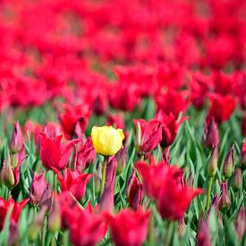 Une tulipe jaune dans un champ de tulipes rouges sur Gerard de Zwaan