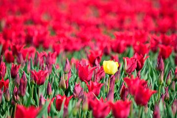 A yellow tulip in a red tulip field