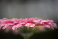Gerbera