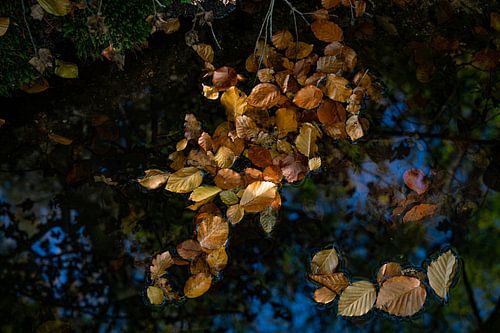 Feuille de récupération dans l'eau